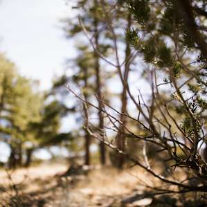 Little Woods