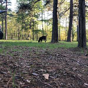 Pinnacle Springs Campground