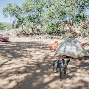 tent dog animal