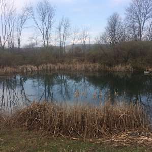 The Little Pond