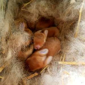 Baby Bunnies