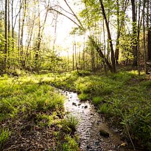 Creek lit up by the late-evening light.