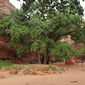 Moonflower Camping Area