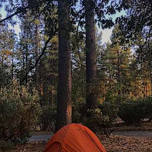 Setting up the tent under the trees