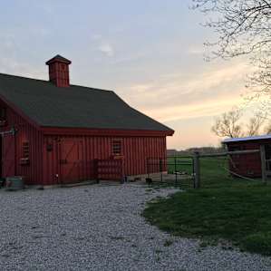 Chicken coop and friendly dogs.