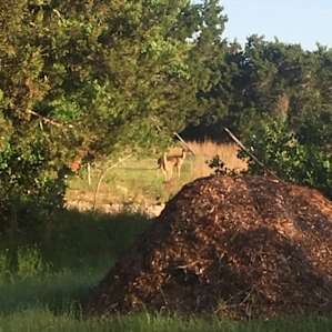 Some deer friends visited us early morning.