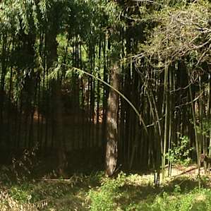 Private Creekside Glamping
