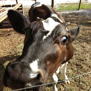 Woodbury Farms