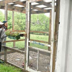 Chickens weren't ready yet, probably still doing their hair in the coop!