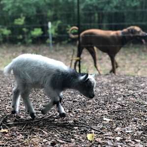 Our pup investigating the friendly goats from the outside of their paddock!