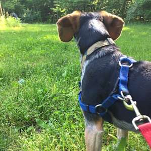 My Beagle loved sniffing around the property. He was very curious about the chickens in the distance.