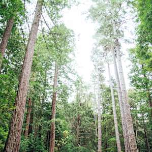 Towering redwoods surrounding the site!