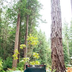 The BEST place to make breakfast, surrounded by redwoods.