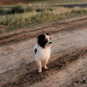 dog animal