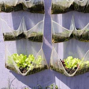 What a great idea! Growing salad greens in a shoe hanger!