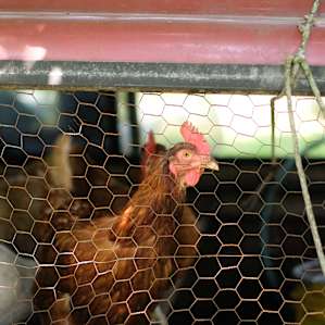The hens house is a truck camper.