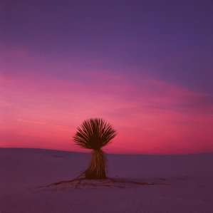 Just outside the campsite, and down the road, at White Sands National Monument.