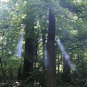 Bear's Den