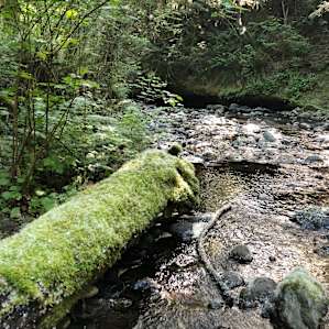 Wading in the creek on the property.