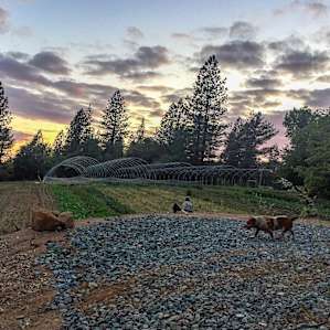 Evening dusk on the farm