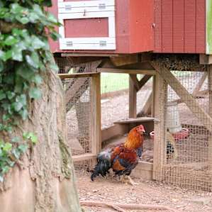 Happy chickens.