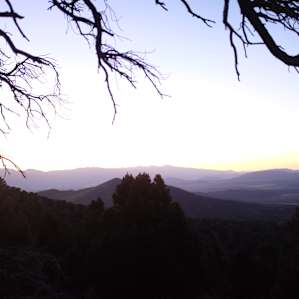 Pinenut Paradise