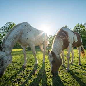 Horses and buttercups