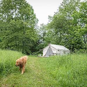 Tucked away, dog sometimes included