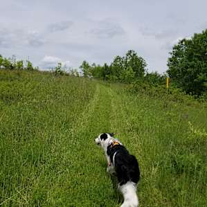 ZiegenVine Homestead - tent sites