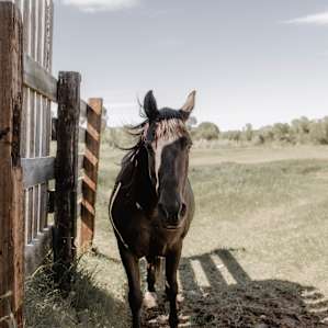 horse animal