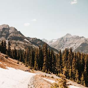 forest mountain