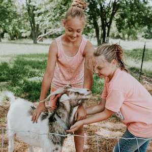 animal goat