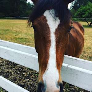 Horses, Forest, and Convenience