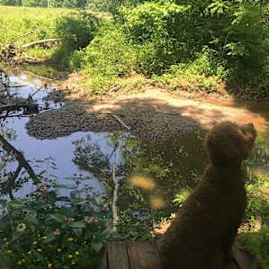 Chester taking in the creek!