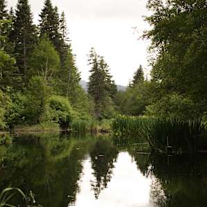 forest water