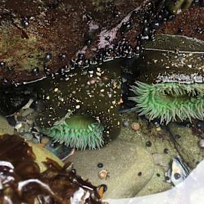 sea stars