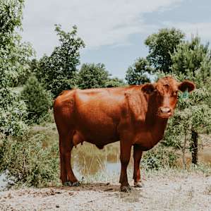 animal cow