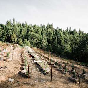 forest farm