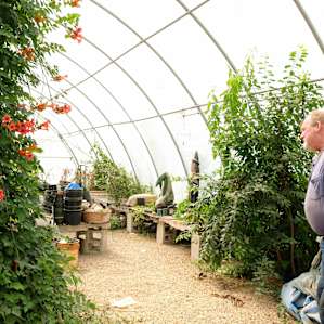 Inside Kevin's greenhouse.