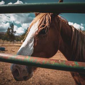 Bucking Horse Ranch