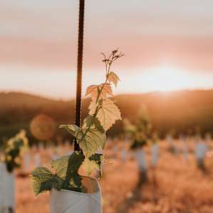 Vines at sunset