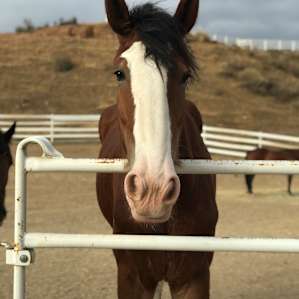 Beautiful Horses!