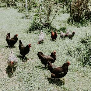 animal chicken chickens