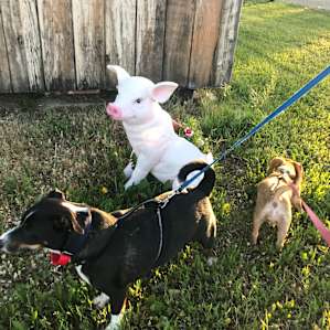 The dogs liked this pig planter