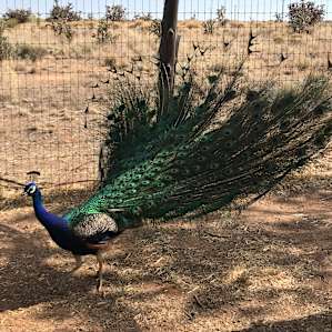 Breakfast at the San Marcos Cafe with all the peacocks and wildlife.