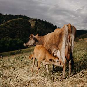 Baby calf nursing.