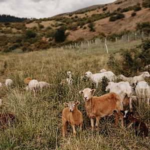 The sheep and goats.
