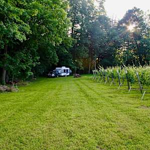 South side of the vineyard, looking west to camp.