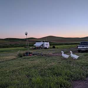 These goose make much show, at first intimidate me, but are very nice. They think to own farm!