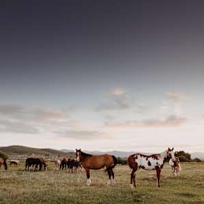 Beautiful horses on the property.